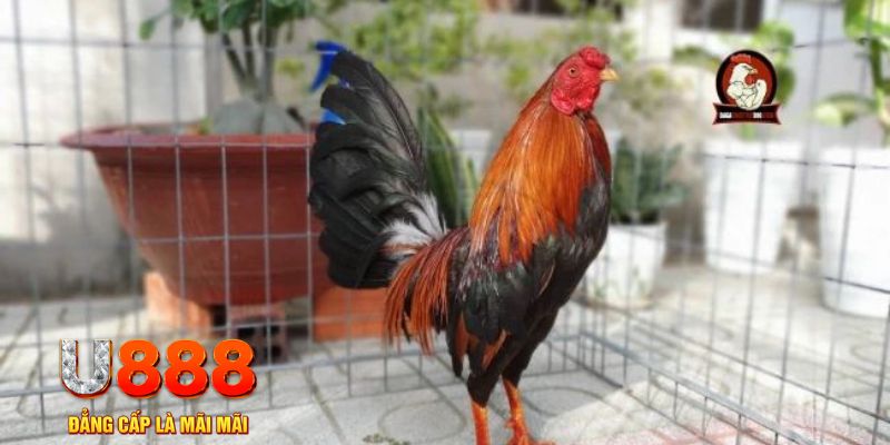 k12 casino máy tính